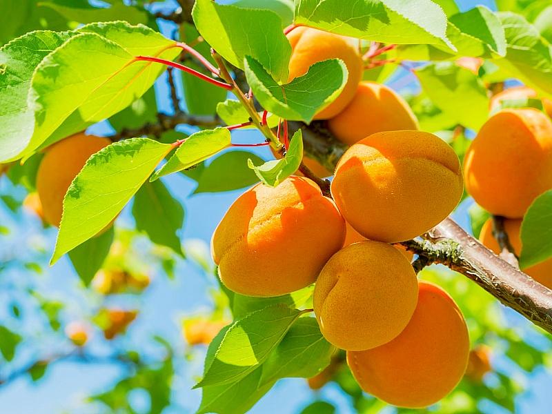 Абрикос купить саженцы из питомнике {2}