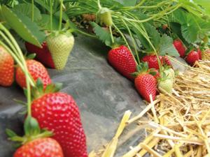 Клубника "БРИЛЛА" (6 шт.)