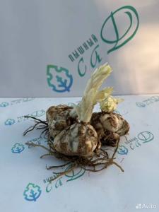 Лилия "НАЙТ ФЛАЙЕР" 3 штуки (размер 18/20)